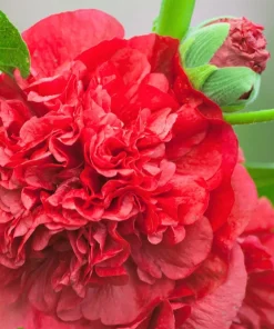 50 Hollyhock Seeds Double Mixed Colors Alcea Rosea - Summer Carnival - Image 17