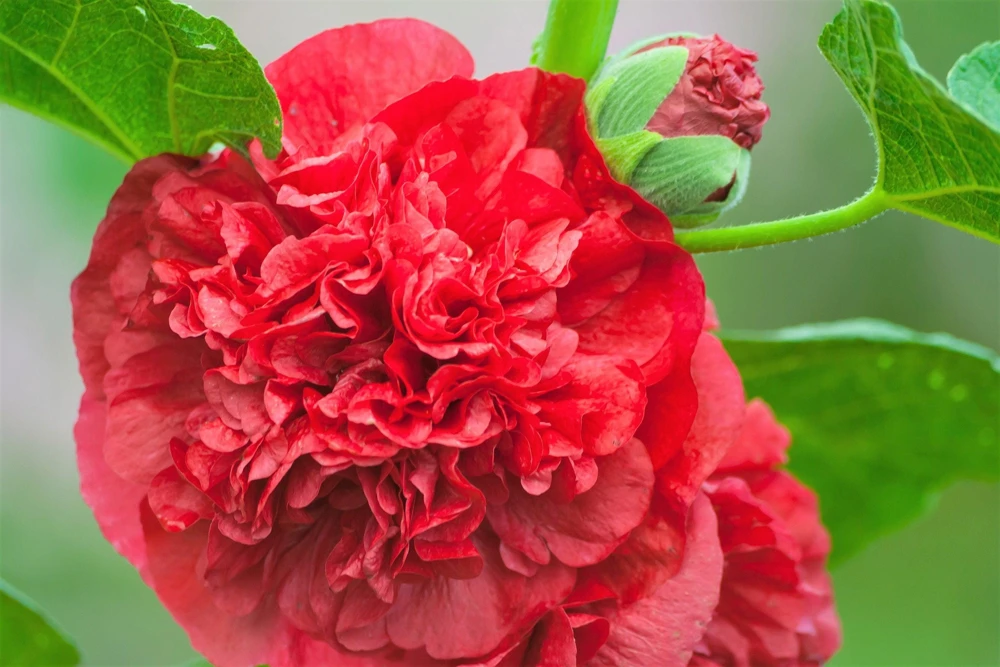 50 Hollyhock Seeds Double Mixed Colors Alcea Rosea - Summer Carnival - Image 17
