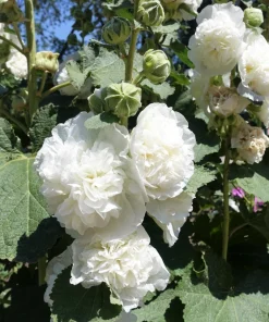 50 Hollyhock Seeds Double Mixed Colors Alcea Rosea - Summer Carnival - Image 18