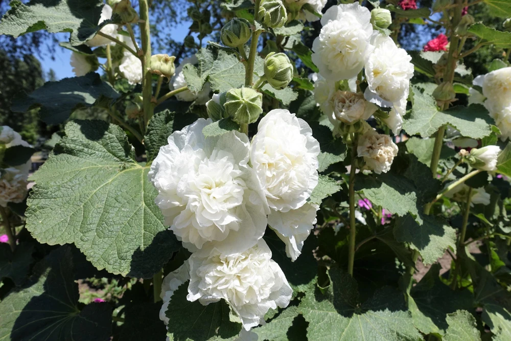 50 Hollyhock Seeds Double Mixed Colors Alcea Rosea - Summer Carnival - Image 18
