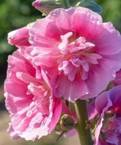 50 Hollyhock Seeds Double Mixed Colors Alcea Rosea - Summer Carnival - Image 19