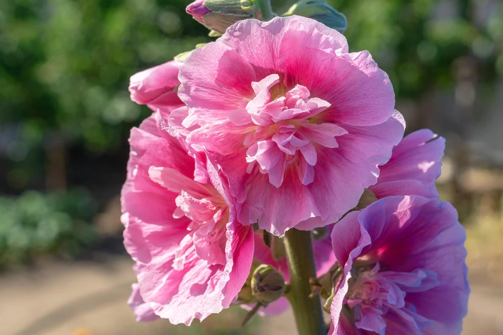50 Hollyhock Seeds Double Mixed Colors Alcea Rosea - Summer Carnival - Image 19