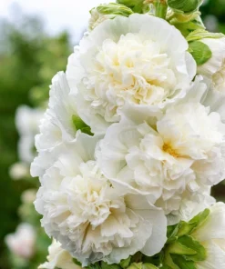 50 Hollyhock Seeds Double Mixed Colors Alcea Rosea - Summer Carnival - Image 2