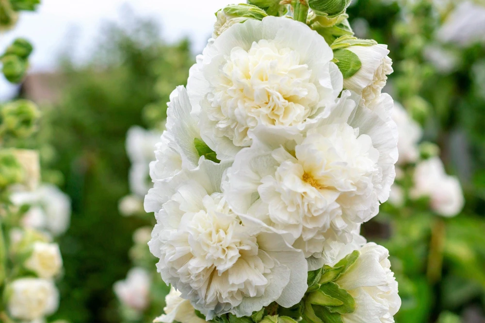 50 Hollyhock Seeds Double Mixed Colors Alcea Rosea - Summer Carnival - Image 2