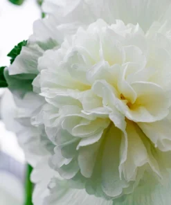 50 Hollyhock Seeds Double Mixed Colors Alcea Rosea - Summer Carnival - Image 20