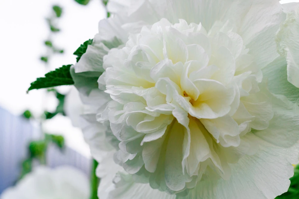 50 Hollyhock Seeds Double Mixed Colors Alcea Rosea - Summer Carnival - Image 20