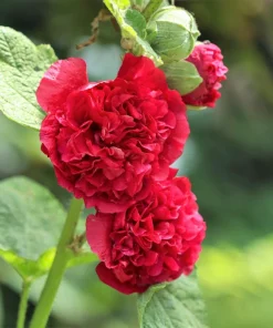50 Hollyhock Seeds Double Mixed Colors Alcea Rosea - Summer Carnival - Image 3