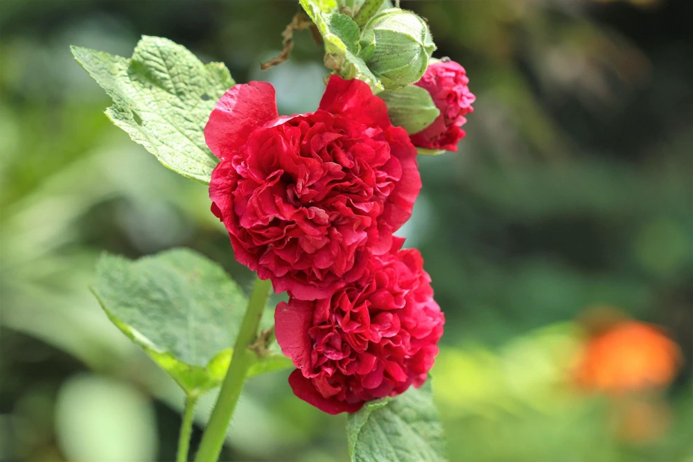 50 Hollyhock Seeds Double Mixed Colors Alcea Rosea - Summer Carnival - Image 3