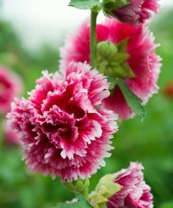 50 Hollyhock Seeds Double Mixed Colors Alcea Rosea - Summer Carnival - Image 4