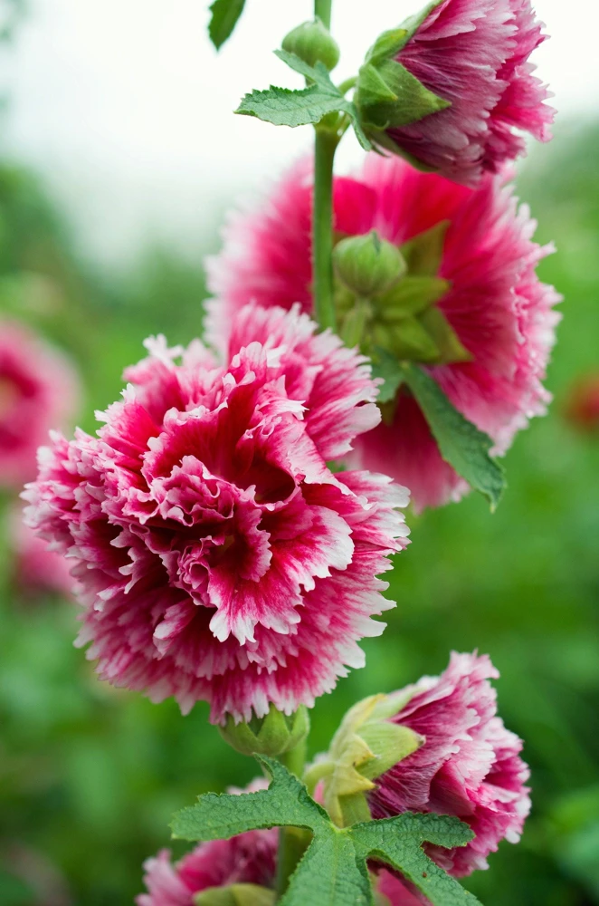 50 Hollyhock Seeds Double Mixed Colors Alcea Rosea - Summer Carnival - Image 4