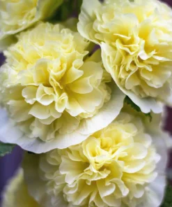 50 Hollyhock Seeds Double Mixed Colors Alcea Rosea - Summer Carnival - Image 5