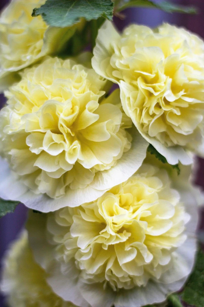 50 Hollyhock Seeds Double Mixed Colors Alcea Rosea - Summer Carnival - Image 5