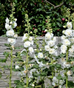 50 Hollyhock Seeds Double Mixed Colors Alcea Rosea - Summer Carnival - Image 6