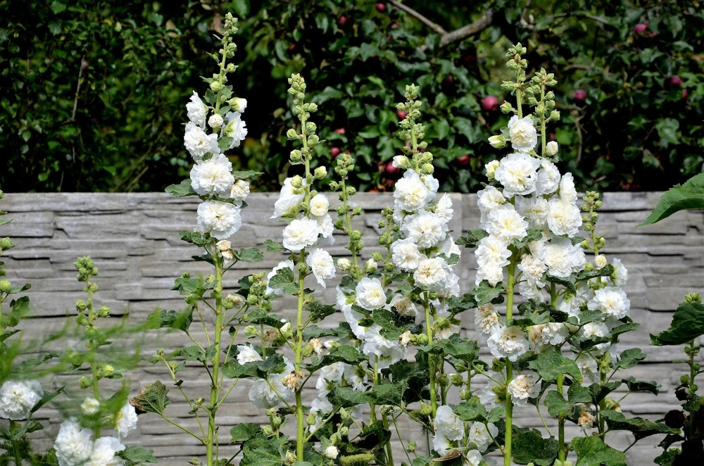 50 Hollyhock Seeds Double Mixed Colors Alcea Rosea - Summer Carnival - Image 6