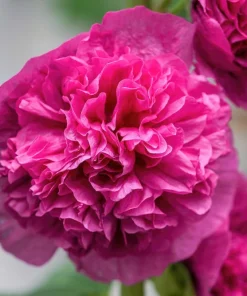 50 Hollyhock Seeds Double Mixed Colors Alcea Rosea - Summer Carnival - Image 7