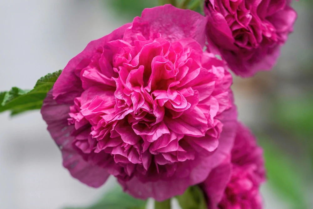 50 Hollyhock Seeds Double Mixed Colors Alcea Rosea - Summer Carnival - Image 7