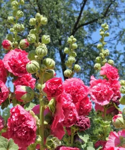 50 Hollyhock Seeds Double Mixed Colors Alcea Rosea - Summer Carnival - Image 8