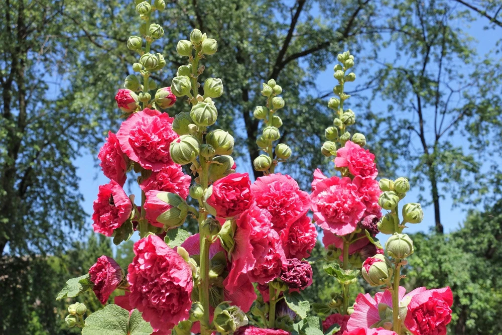 50 Hollyhock Seeds Double Mixed Colors Alcea Rosea - Summer Carnival - Image 8
