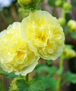 50 Hollyhock Seeds Double Mixed Colors Alcea Rosea - Summer Carnival - Image 9