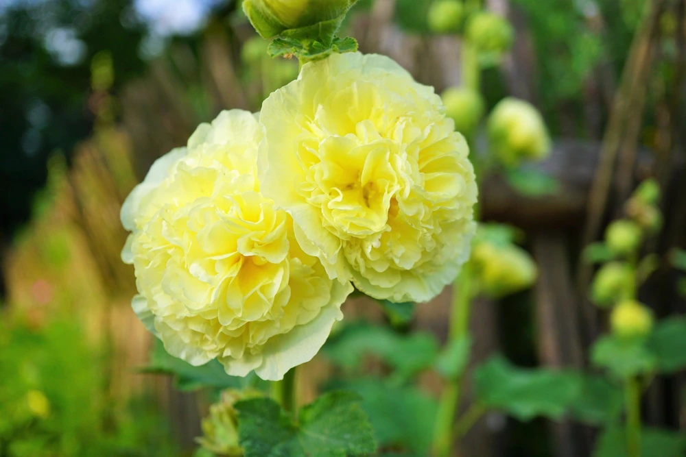 50 Hollyhock Seeds Double Mixed Colors Alcea Rosea - Summer Carnival - Image 9