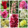 50 Hollyhock Seeds Double Mixed Colors Alcea Rosea - Summer Carnival - Image 1