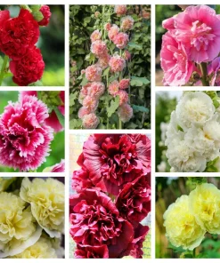 50 Hollyhock Seeds Double Mixed Colors Alcea Rosea - Summer Carnival - Image 1