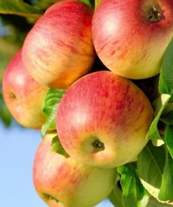 50 Honeycrisp Apple Tree Seeds – Fresh & Edible Fruit Seeds - Image 1