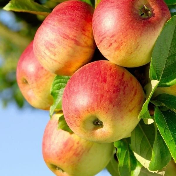 50 Honeycrisp Apple Tree Seeds – Fresh & Edible Fruit Seeds - Image 1