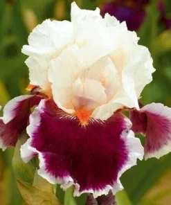 50 Iris Flower Seeds - Beautiful Garden Flowering Perennial - Image 1