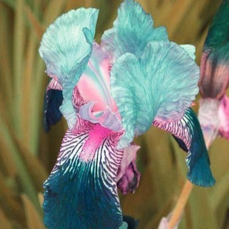 50 Iris Flower Seeds - Bulk Pack for Garden Planting - Image 1