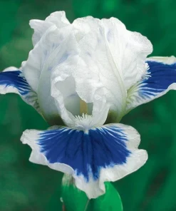 50 Iris Flower Seeds - Easy-Grow Perennial Blooms for Your Garden - Image 1