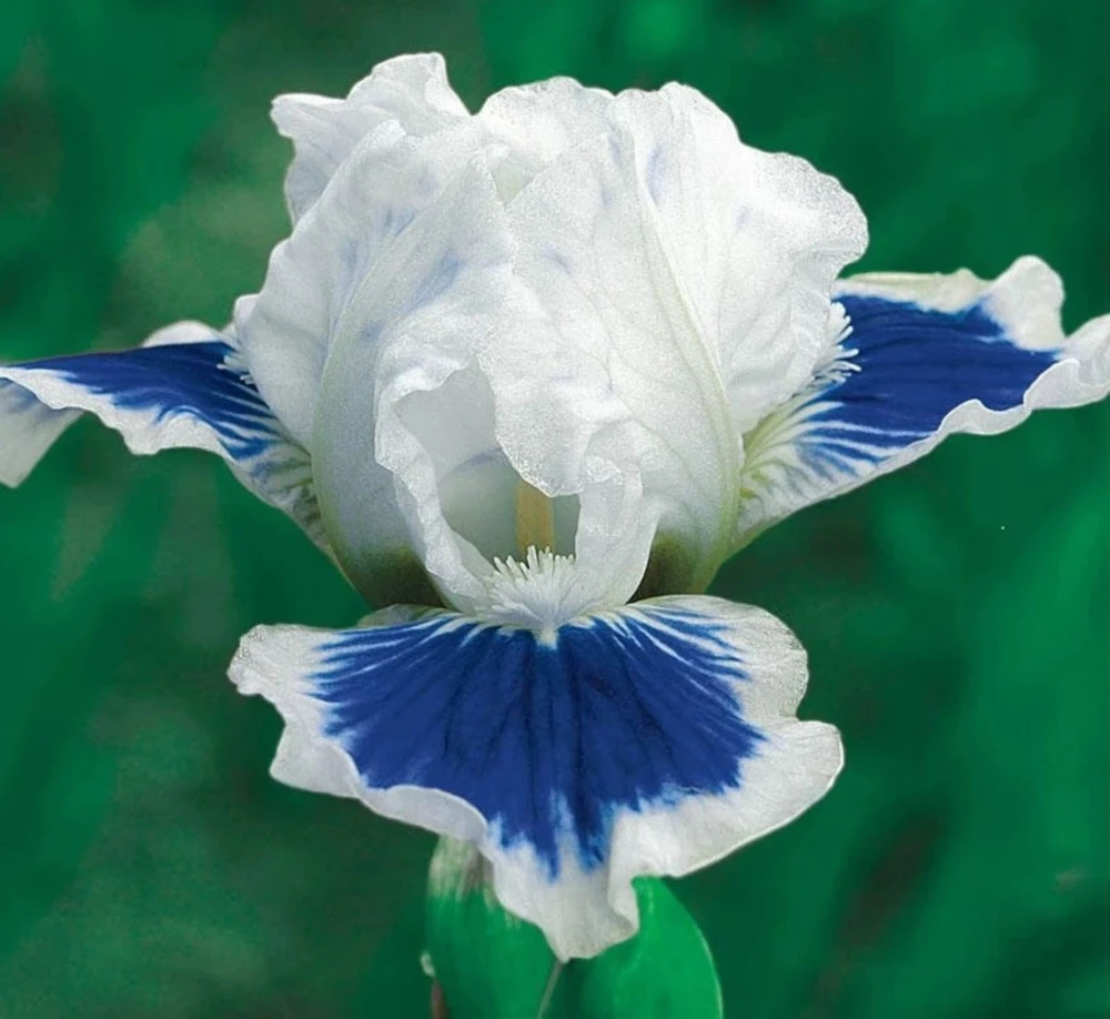 50 Iris Flower Seeds - Easy-Grow Perennial Blooms for Your Garden - Image 1