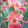 50 Iris Flower Seeds - Easy Grow Perennial Flowering Plant - Image 1
