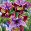 50 Iris Flower Seeds - Easy Grow Perennial Garden Blooms - Image 1