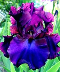 50 Iris Flower Seeds - Flowering Perennial Garden Seeds - Image 1