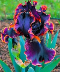 50 Iris Flower Seeds - Flowering Perennial Garden Seeds - Image 1