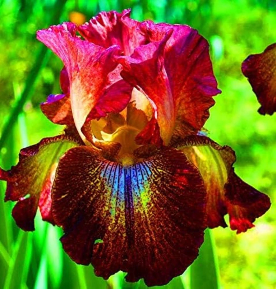 50 Iris Flower Seeds for Garden - Easy-to-Grow Flowering Perennials - Image 1