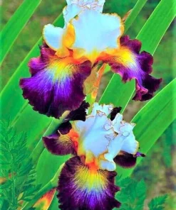50 Iris Flower Seeds - Fresh & Ready to Grow Flowering Perennials - Image 1