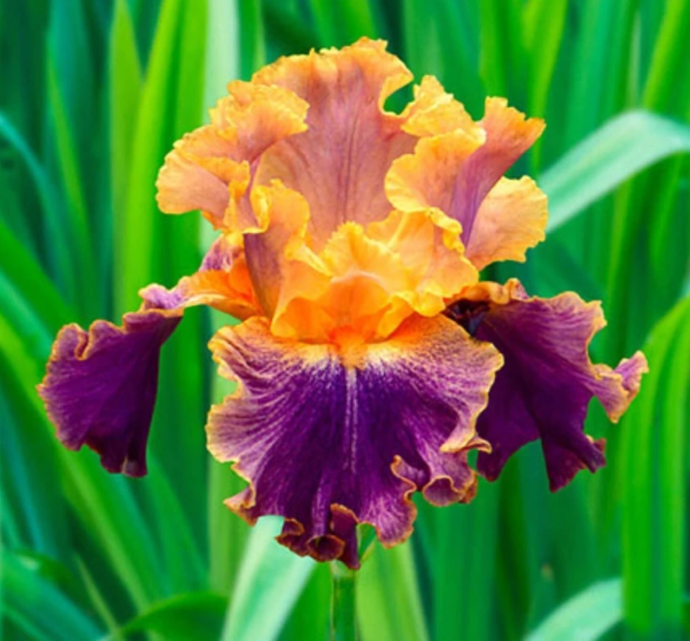 50 Iris Flower Seeds - Fresh, Ready to Grow Garden Flower Seeds - Image 1