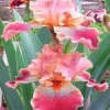 50 Iris Flower Seeds - Grow Stunning Flowering Iris Plants - Image 1