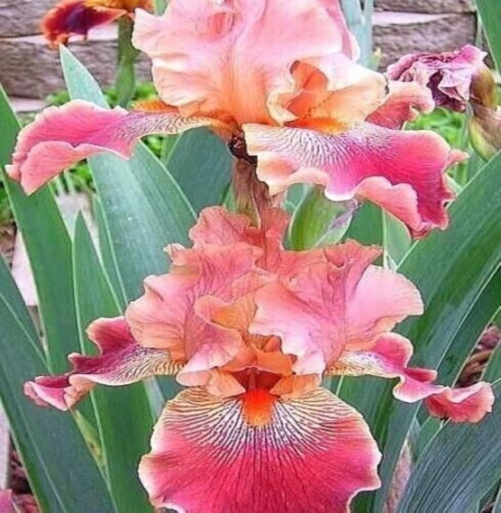 50 Iris Flower Seeds - Grow Your Own Beautiful Flowering Plants - Image 1