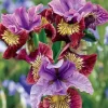 50 Iris Flower Seeds - Grow Your Own Flowering Iris Plants - Image 1