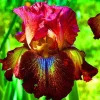 50 Iris Flower Seeds - Grow Your Own Iris Garden, Flowering Perennial - Image 1