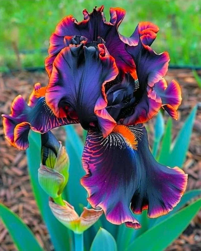 50 Iris Flower Seeds - Perennial Flowering Iris Seeds for Garden - Image 1