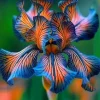 50 Iris Seeds Blue + Orange - Fresh Flowering Iris Seeds for Garden - Image 1