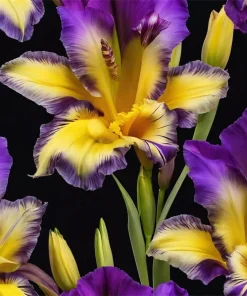 50 Iris Seeds - Flowering Iris Plant Seeds - Easy to Grow - Image 1