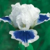 50 Iris Seeds - Flowering Iris Plant Seeds for Garden - Image 1