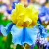 50 Iris Seeds - Flowering Iris Plant Seeds for Garden - Image 1