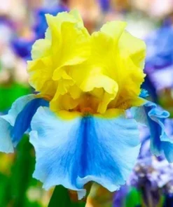 50 Iris Seeds - Flowering Iris Plant Seeds for Garden - Image 1