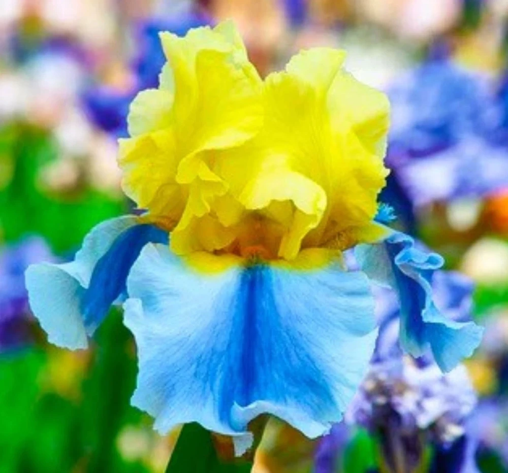 50 Iris Seeds - Flowering Iris Plant Seeds for Garden - Image 1